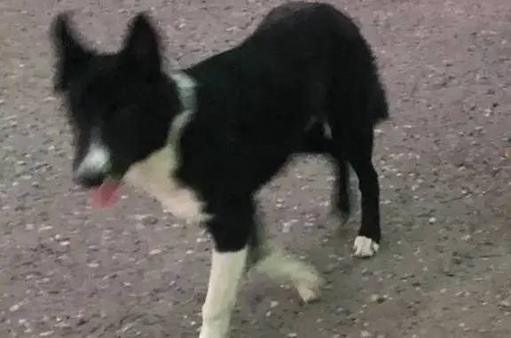 Пропала собака, ул. Воровского, Киров