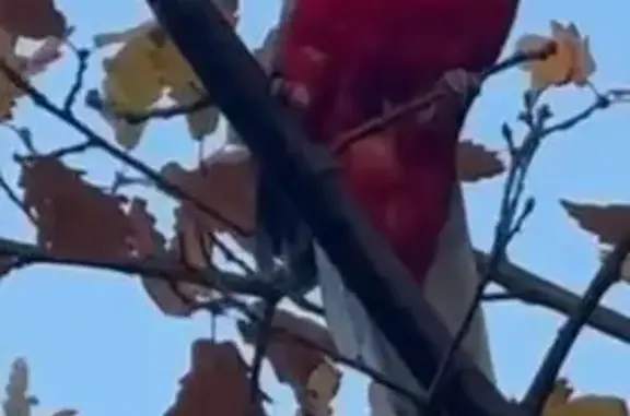 Попугай у Дворца Самбо, Красно...