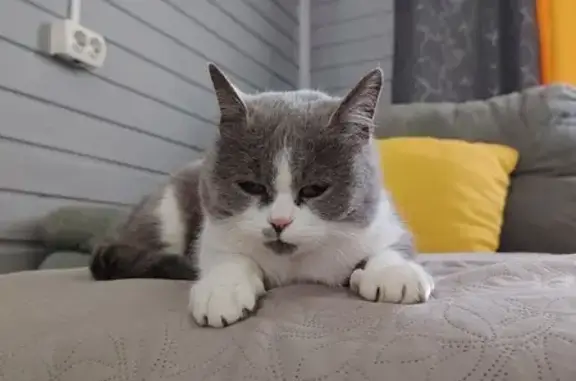 Найденные животные Липецкая область, фото: Кошка найдена в Курапово, Липецкая обл.