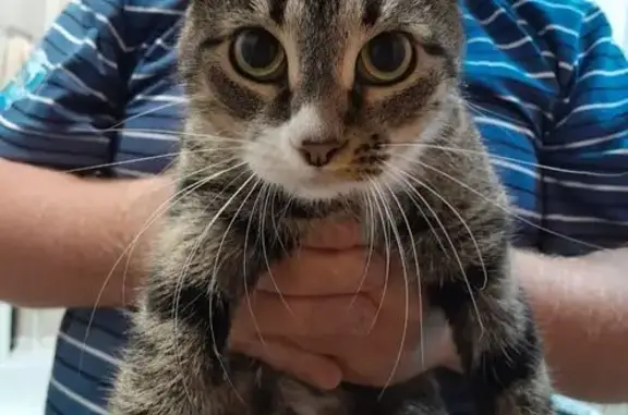 Найдена кошка, ул. Фабрициуса, Москва