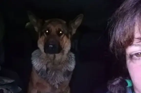 Найдена собака, Кострома, фото: Собака найдена: Речной пр., 150, Кострома