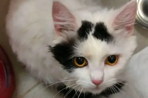 Найдена кошка, Самара, фото: Кошка найдена: Ташкентский пер., Самара