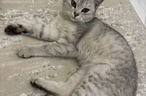 Кошка найдена: Сергокалинская 15, Махачкала