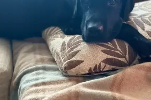 Пропала собака, Луначарское, Р-120