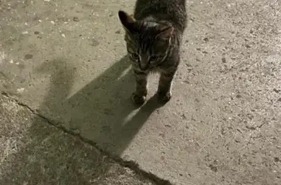 Найдена кошка, Липецк, фото: Котенок найден на Луговой, 8 в Липецке