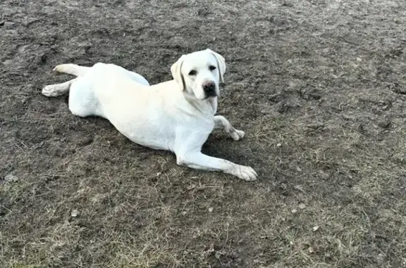 Пропала собака, Р-120, Луначарское 