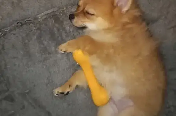 Собаки потеряшки, Люберцы, фото: Потеряшка собака на ул. 8 Марта, 12 к3