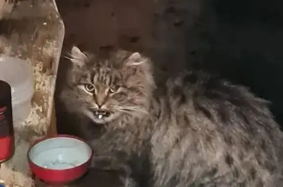 Найдена кошка, муниципальный округ Егорьевск, фото: Кошка найдена: МО, Пушистый, необычные уши