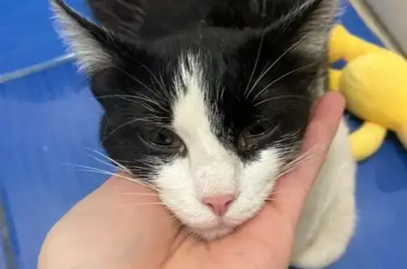 Найдена ласковая кошка, ул. Гагарина 12/4