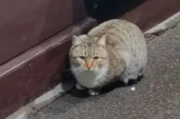 Найдена кошка, Тула, фото: Кошка найдена: Тула, Пузакова 46