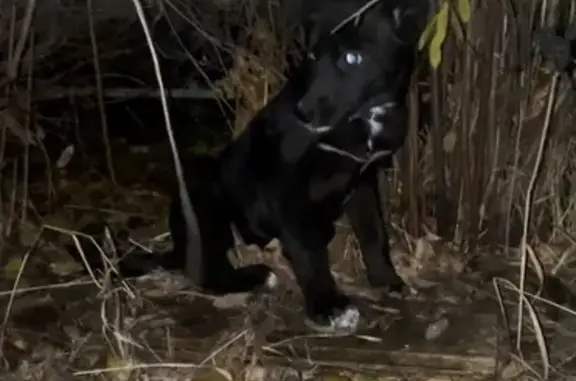 Щенок найден на ул. Красина 13/1, Уфа