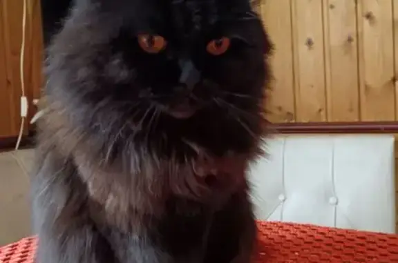 Пропала черная кошка, Пятая ул. 4, Балашиха