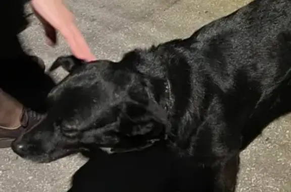 Собака найдена: Филимоновская ул, 78, Ростов-на-Дону