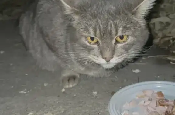 Найдена кошка, Челябинск, фото: Кошка найдена: ул. Свободы, Челябинск