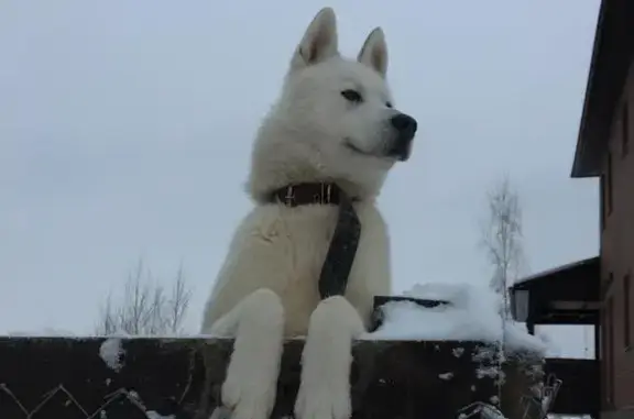 Собаки потеряшки, , фото: Потеряшка собака Бим, Щепотьево, МО