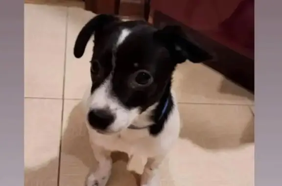 Пропала собака, ул. Гагарина, Жодино