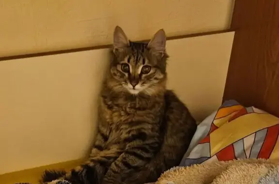 Найдена кошка, Ангарск, фото: Кошка найдена, Ангарск, 7