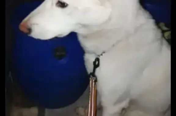 Найдена собака, Южно-Сахалинск, фото: Найдена собака у дворца Кристалл, Южно-Сахалинск