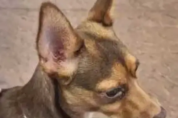 Найдена собака, Владивосток, фото: Собака найдена: ул. Громова 4, Владивосток