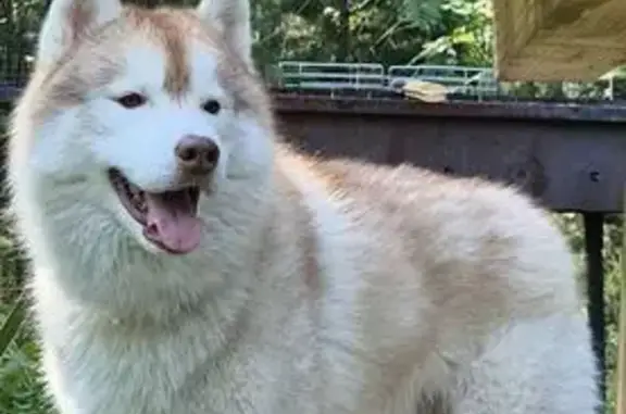 Пропала рыжая хаски, Сибирский тракт