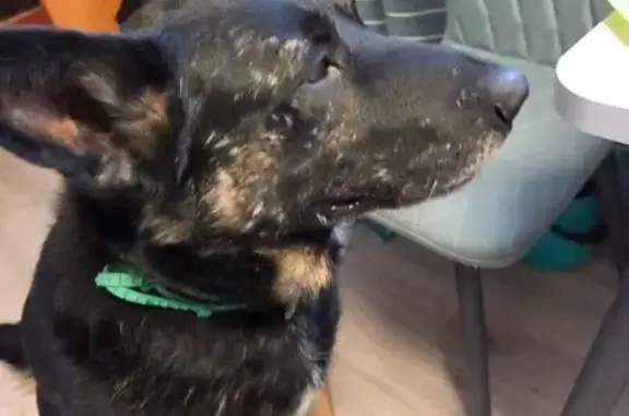 Пропала собака, Большая Подгорная 93, Томск