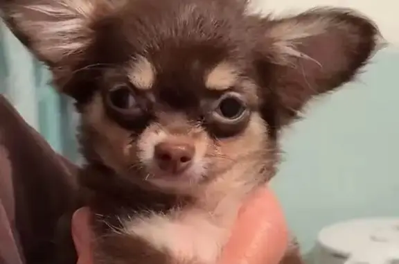 Собаки потеряшки, Новосибирск, фото: Потеряшка собака, Хилокская ул. 1Г, НСК