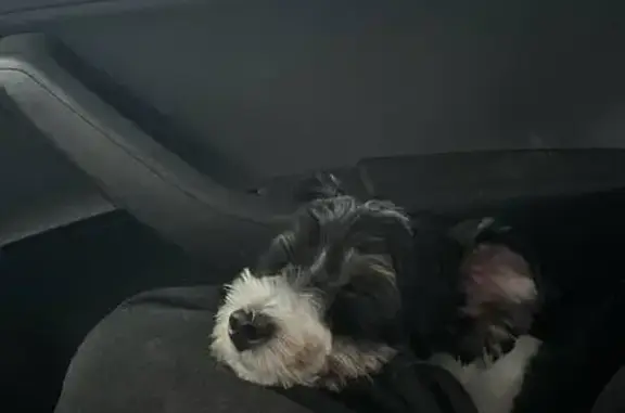 Пропала собака, Фёдоровка, Рассветная 48