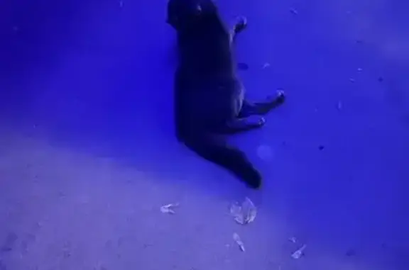 Найдена кошка, Екатеринбург, фото: Кошка найдена: ул. Большакова, 157, Екб