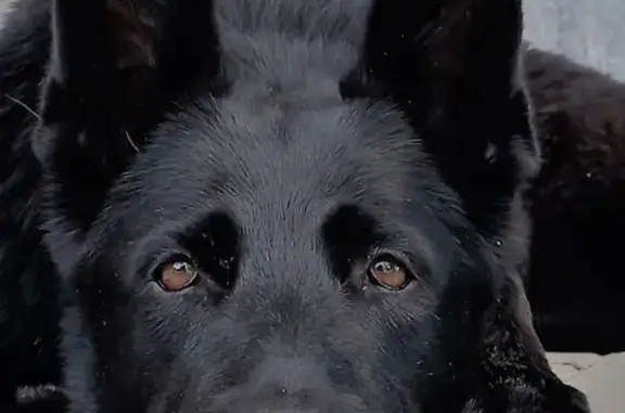 Собаки потеряшки, Тула, фото: Потеряшка собака, Тула, Карпова/9 проезд