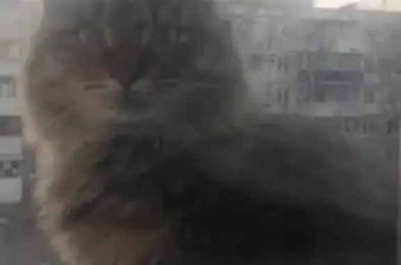 Найденные животные Курган, фото: Кошка без хвоста на Советской 39, Курган