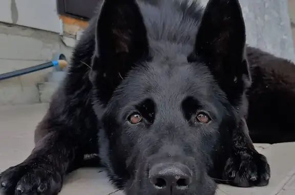 Собаки потеряшки, Тула, фото: Потеряшка овчарка, 9-й Октябрьский, Тула