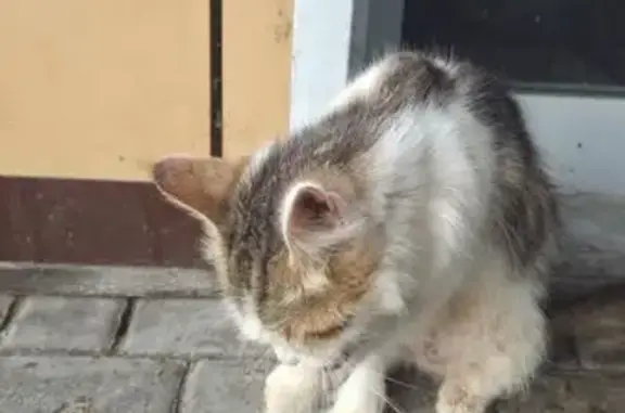 Найдена кошка, Подольск, фото: Кошка найдена у ТЦ Люкс, Багратиона 19