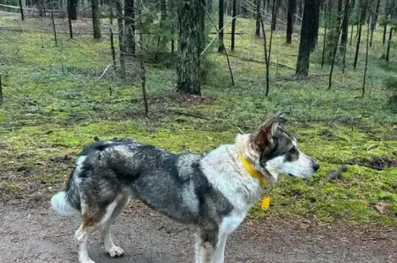 Собаки потеряшки, Пермь, фото: Потеряшка собака в Верхней Курье, Пермь