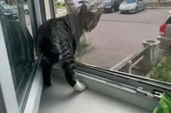 Кошки потеряшки, Вяземский, фото: Потеряшка кошка, Казачья ул. 28, Вяземский