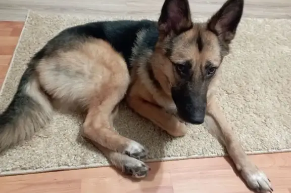 Найдена собака, , фото: Собака найдена на ул. 10 лет Октября, 14