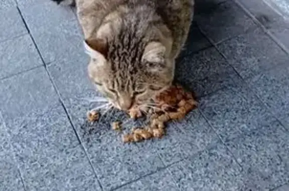 Найдена кошка, Курск, фото: Кошка найдена: ул. Карла Маркса, 68, Курск