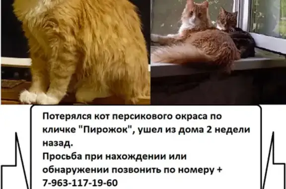 Пропала кошка, Силина 17, Самара