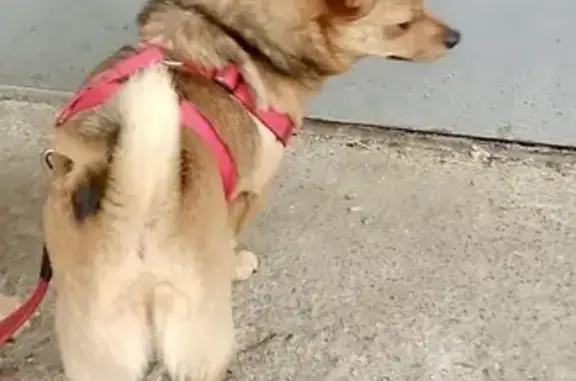 Найдена собака, Челябинск, фото: Найдена собака на 50-летия ВЛКСМ, 10А