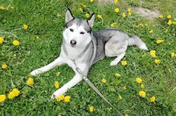 Собаки потеряшки, Кольчугино, фото: Потеряшка собака, ул. Зернова 9, Кольчугино