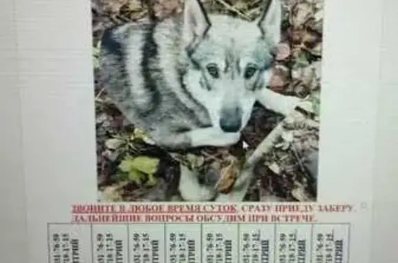 Пропала собака, ул. Луначарского, Н. Салда