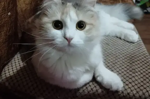 Пропала кошка, ул. Рухлядьева 18, Киров