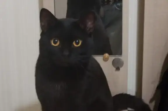 Пропал черный кот, 39 Дедовск