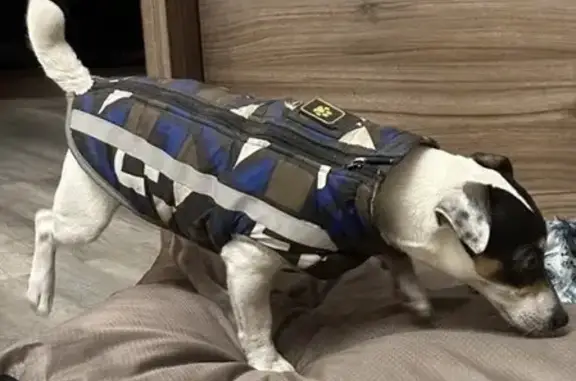 Найдена собака, Ярославль, фото: Найдена собака, ул. Терешковой 23, Ярославль