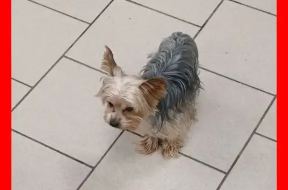 Пропала собака у Пятёрочки, Беловежская, Тюмень