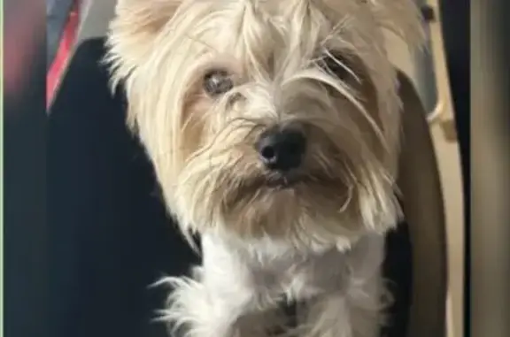 Пропала собака в СНТ ЛУЧ, Атепцево