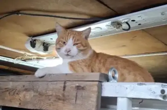 Кошки потеряшки, Благовещенск, фото: Потеряшка кошка, Раздольная 57, Благовещенск