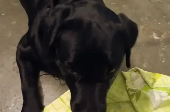 Найдена собака, , фото: Найдена собака, Ялта, Крым