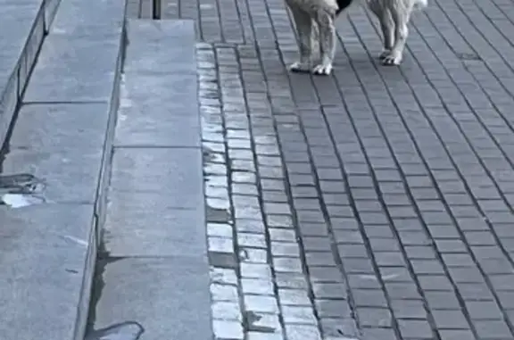 Найдена собака, Москва, фото: Собака найдена: Ленинская Слобода, 26