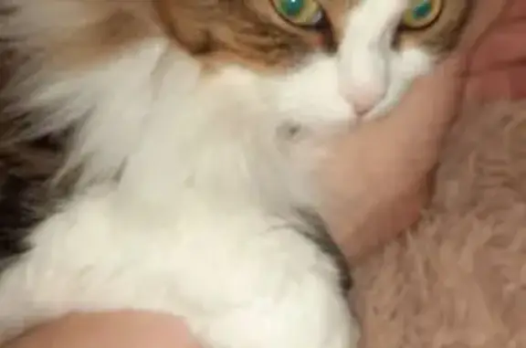 Пропала кошка, ул. Мира 7, Богданович