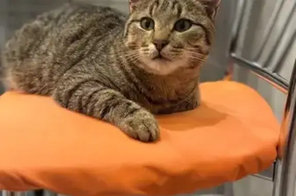 Найдена кошка, Муром, фото: Кошка найдена, Льва Толстого 109, Муром